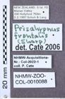 Etiketten zu Abelater pulcherus (NHMW-ZOO-COL-0010088)